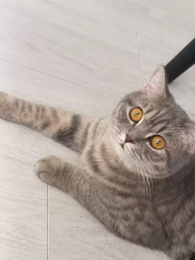 Oyuncu Kedimiz Yeni Yuvasini Ariyor