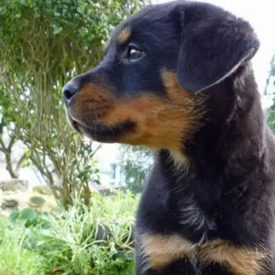 %100 Orjinal Rottweiler Yavrular Kapıda Ödeme Mevcut