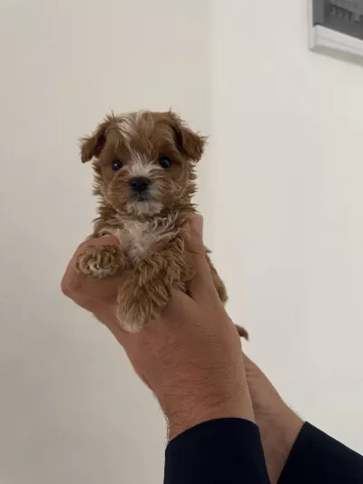 %100 Orjinal Maltipoo Yavrular Kapıda Ödeme Mevcut