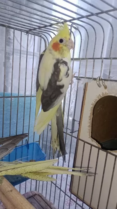 Sultan Papağanı Yavru Ve Damızlık Kuşlar
