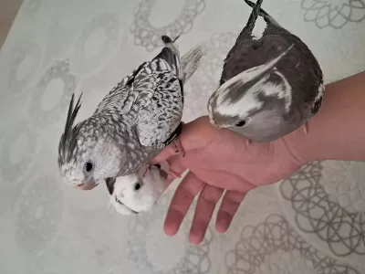 Full Evcil Sultan Papağanlar