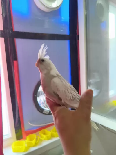 10 Numara Sultan Papağanı Bebekler