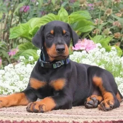 %100 Orjinal Doberman Yavrular Kapıda Ödeme Mevcut