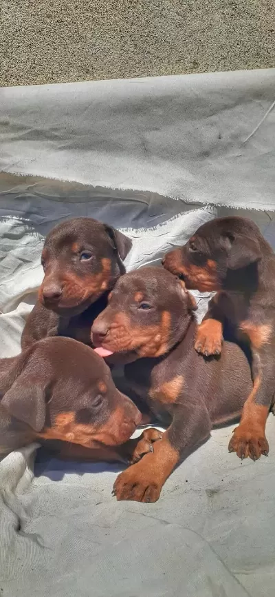 Çevik Doberman Bebekleri