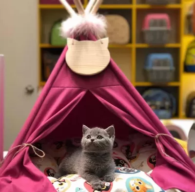 British Shorthair Gri Yavrularim