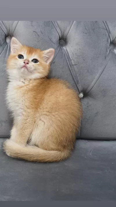 Ny11 Ve Ay11 Safkan British Shorthair Golden Bebekler
