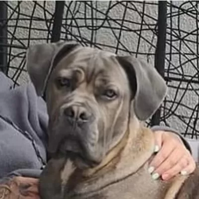 Dev Gibi Cane Corso Yavruları