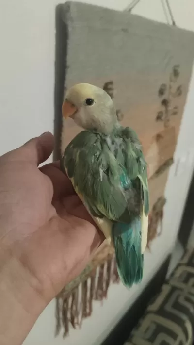 Sevda Papağanı 2 Aylık