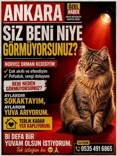 Norveç Orman Kedisi Bir Kiz