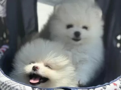 Ankarada Ziyarete Açık Ayı Surat Pomeranian