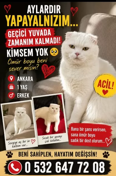 Harika Huya Sahip Scottish Fold Oğluş