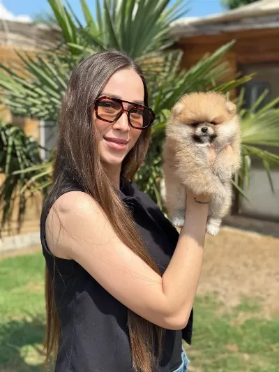 Mini Ayıcık Surat Pomeranian Özel Üretim