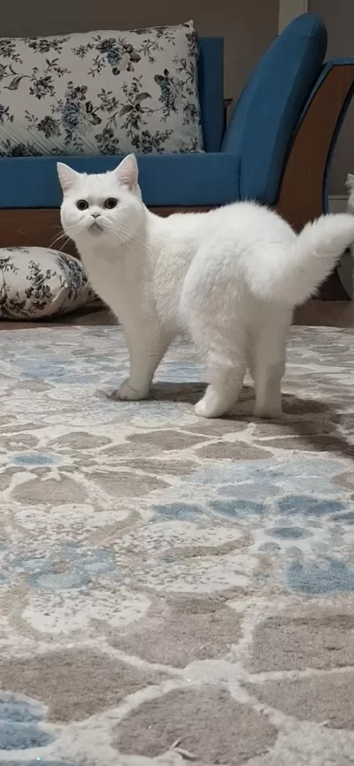 1 Yaşında British Shorthair Sahiplendirilecektir