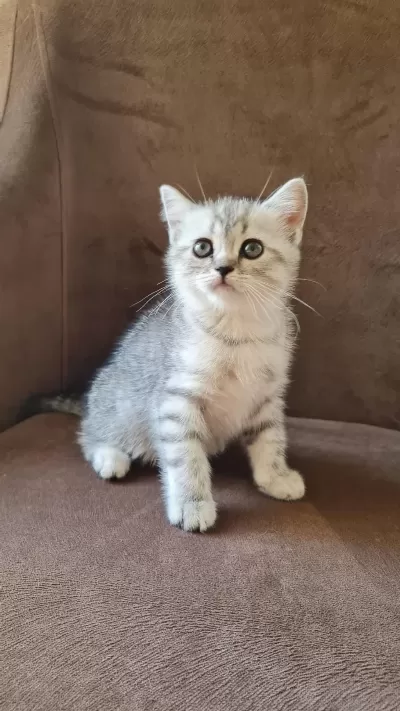 2 Aylık Erkek British Shorthair Silver Yavrumuz