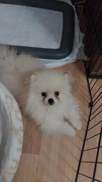 Ayı Yüz Pomeranian Boo