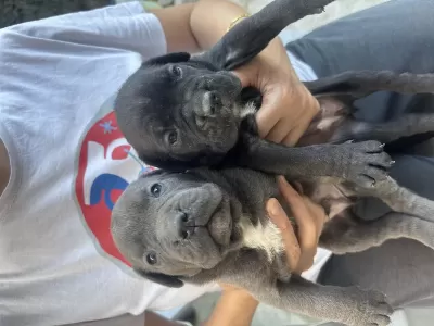 Cane Corso Yavruları