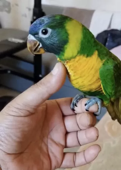 El Besleme Lori Papağanı