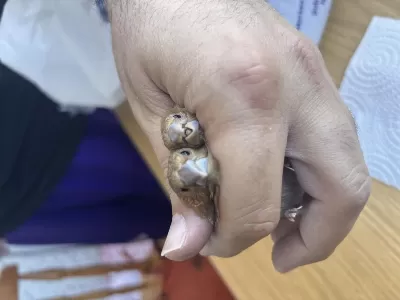 Harika Kahve Bengal Takım