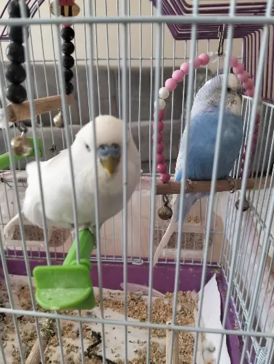 Muhabbet Kuşu 2 Yaşında