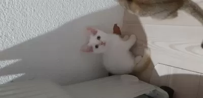 British Shorthair Evcilmen Yavrumuz