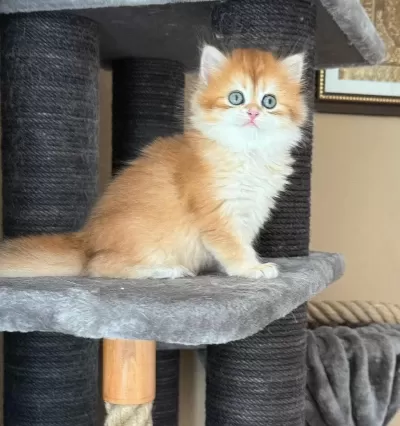 Show Kalite Soyu Belli British Longhair Golden Yavru