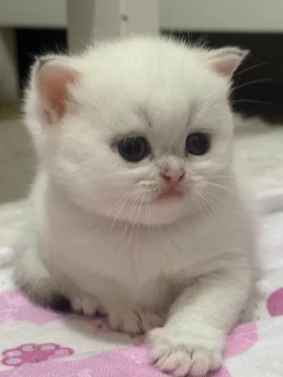 British Shorthair Golden Point Yavru