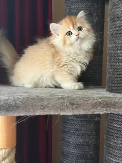 Show Kalite Soyu Belli British Longhair Golden Yavru