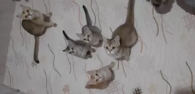 British Shorthair Yavrularımız