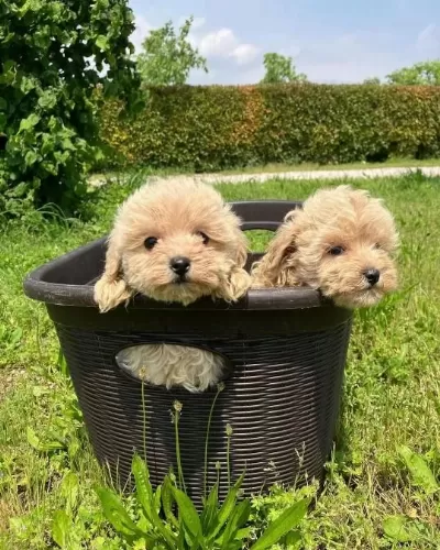 İrk Garantili Maltipoo Yavrulari