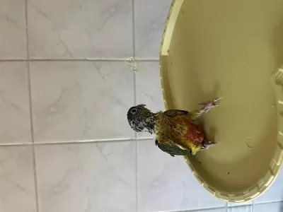 El Besleme Konur Papağani