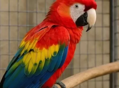 Ara Macaw Kırmızı Sarı Evcil