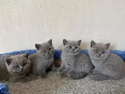 British Shorthair Yavrulari