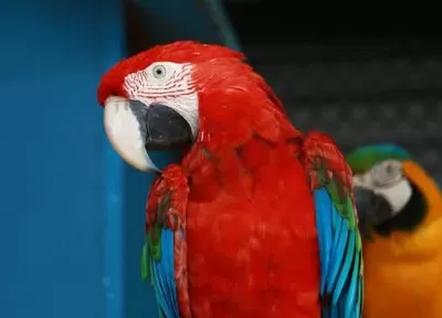 Ara Macaw Kırmızı Papağanımız