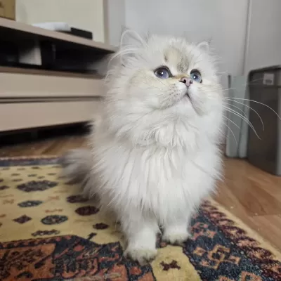 British Longhair Golden Point Dişi