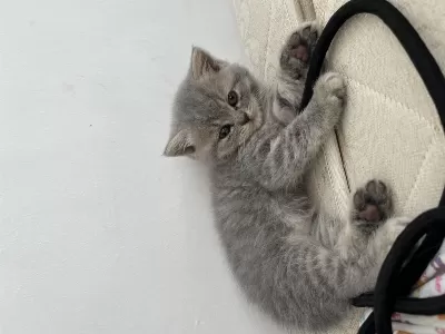 British Shorthair 2 Aylık Yavrular