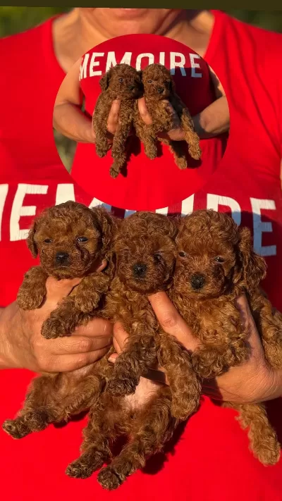 Safkan Teacup Kore Poodle