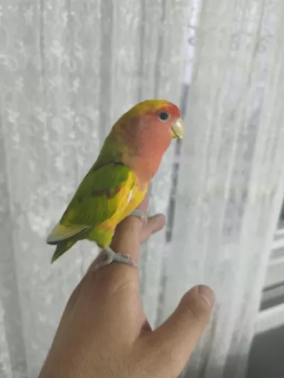 Acil Satılık Sevda Papağanımız