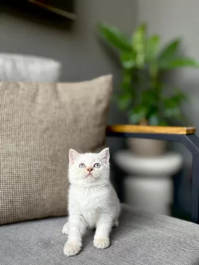 Birbirinden Güzel British Shorthair Yavrularim