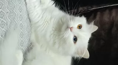2 Yaşındaki Kedimiz Takip Koşulu Sahiplendirilecektir
