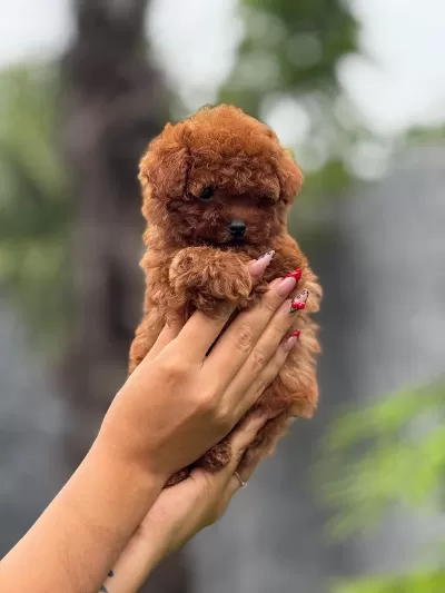 Safkan Teacup Kore Poodle