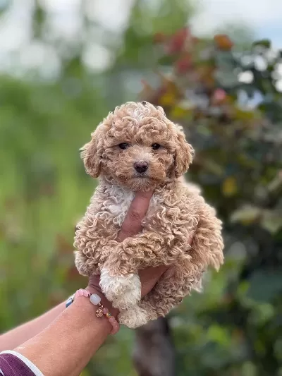 Aşili Teacup Show Kalite Maltipoo