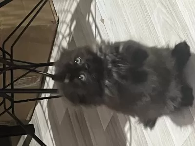 British Longhair Çikolatamıza Yuva Arıyoruz