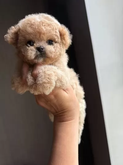 Teacup Maltipoo Özel Yavrular