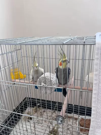 Acil Satılık Yavru Garantili Çift Sultan Papağanı