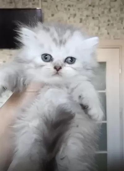 British Longhair Dişi Erkek Bebeklerimiz