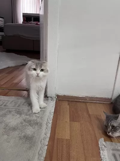 1 Yaşında Dişi Scottish Fold Longhair Sahiplendirilecektir
