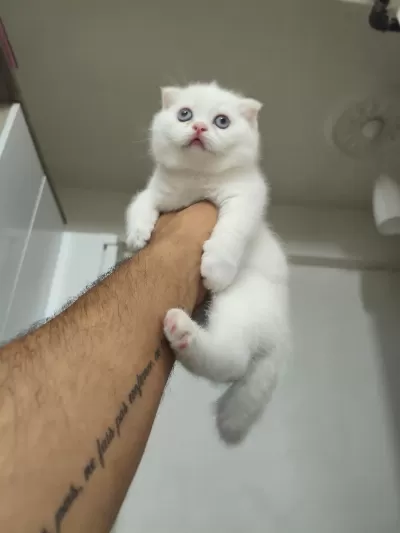 2 Aylık Kedilerimiz Sahiplendirilecektir
