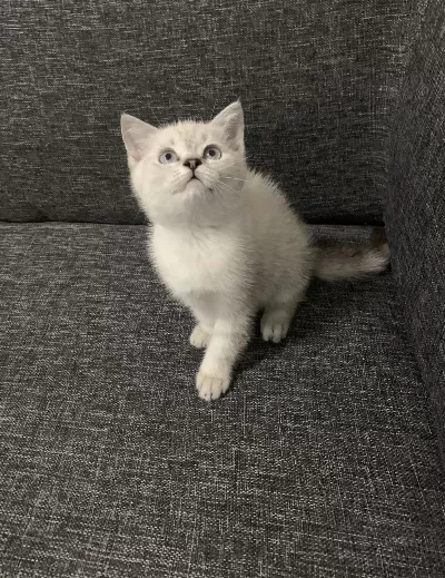 Arkadaş Canlısı Oyuncu Show Kalite British Shorthair