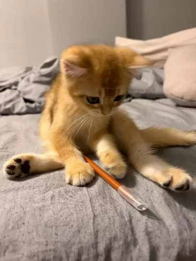 British Shorthair Yavrumuz İçin Ulaşın