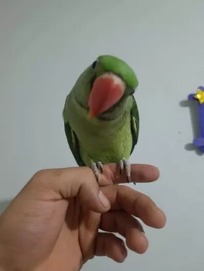 70 Günlük Erkek Alexander Papağanı